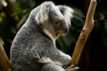 koala in a tree