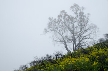 Southern blue gum Eucalyptus globulus and Azores buttercup Ranunculus cortusifolius in a fog. Cueva Grande. Gran Canaria. Canary Islands. Spain.