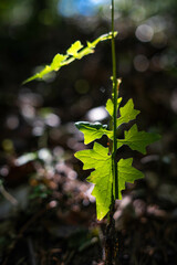Contre-jour sur deux feuilles vertes dans un sous-bois
