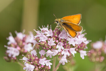 Dickkopffalter auf blühendem Wasserdost