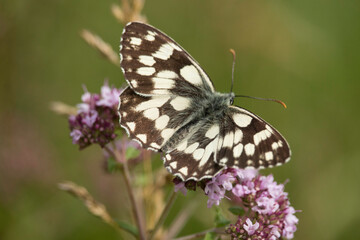 Schachbrettfalter