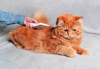 Girl grooming red ginger cat, combing her cat with a brush. Cat care hygiene, pet grooming.Shedding...