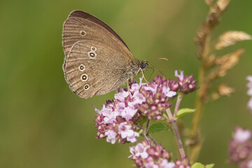 Brauner Waldvogel (Schmetterling) mit geschlossenen Flügeln