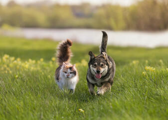 a fluffy cat and a cheerful dog walk through a sunny spring meadow - 531772314