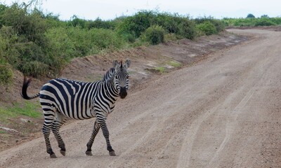 Fototapeta na wymiar zebra crossing the road