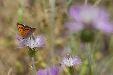 Small copper Lycaena phlaeas feeding on a flower of purple milk thistle Galactites tomentosa. Reserve of Inagua. Gran Canaria. Canary Islands. Spain.