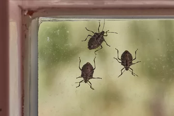 Foto op Plexiglas Stink bugs closeup on the window © Gudellaphoto