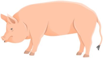 Pink pig, domestic farm animal. Piggy or swine, artiodactyl mammal vector illustration. Farming, agriculture and livestock breeding. Domesticated animal, farm pig for meat and fat production