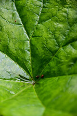 Blatt eines Tafelblatt (Astilboides) im botanischen Garten Inverewe Garden, bei Poolewe, Achnasheen, Highland, Schottland