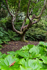 Tafelblatt (Astilboides) und Baum im botanischen Garten Inverewe Garden, bei Poolewe, Achnasheen, Highland, Schottland