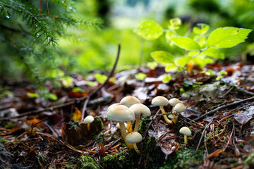 Jeunes champignons blanc dans un sous-bois