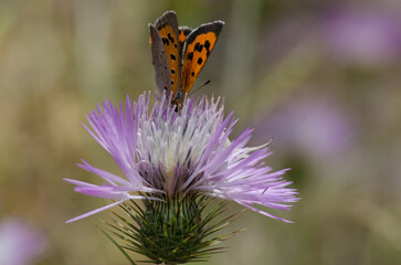 Small copper Lycaena phlaeas feeding on a flower of purple milk thistle Galactites tomentosa. Reserve of Inagua. Gran Canaria. Canary Islands. Spain.