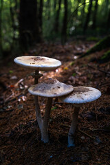 Fototapeta premium Trois champignons ronds