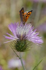 Small copper Lycaena phlaeas feeding on a flower of purple milk thistle Galactites tomentosa. Reserve of Inagua. Gran Canaria. Canary Islands. Spain.