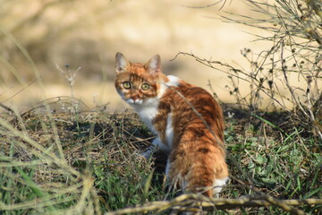 Gato, animal, naturaleza