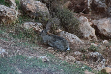 Conejo, animal, naturaleza