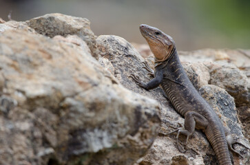 Gran Canaria giant lizard Gallotia stehlini. Male. Integral Natural Reserve of Inagua. Gran Canaria. Canary Islands. Spain.