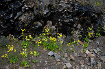 Azores buttercups Ranunculus cortusifolius in flower. Integral Natural Reserve of Inagua. Gran Canaria. Canary Islands. Spain.