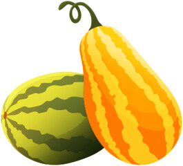 Orange and green pumpkins isolated at white background. Farm vegetable, natural food, autumn garden harvest. Farming, growing organic products, agriculture concept. Harvest season with eco pumpkins