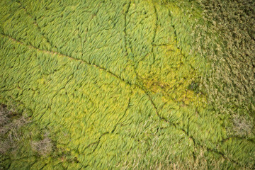 Animal trails crossing dense green grass and reed vegetation in wetlands. Top drone view of paths going trough marshlands in summer season. Background from nature.