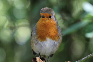A Robin Redbreast sitting on a small branch of a tree. This photo has been taken in a forest in Preston, Lancashire. These birds are often associated with Christmas.