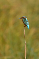 heron