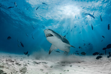 Dangerous tiger shark in the deep blue of Indian Ocean near Maldives landscape under the sun - Powered by Adobe