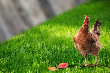 Young hen walking on the green grass at the farm