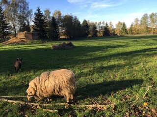 Fototapeta premium mouton dans un pré