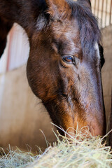 A horse stands in the stable and eats hay.