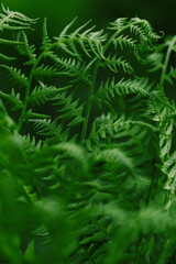 close up of green fern, fern leaf background