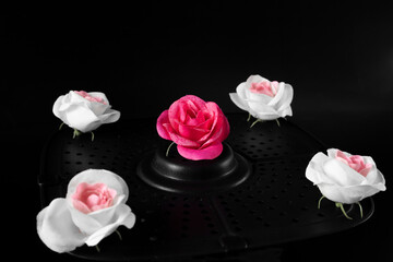 still life black background and roses