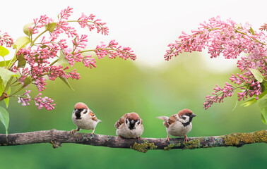 funny little birds are sitting in the spring garden under the branches of blooming lilac