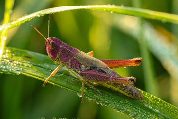 grasshopper on the grass - obrazy, fototapety, plakaty