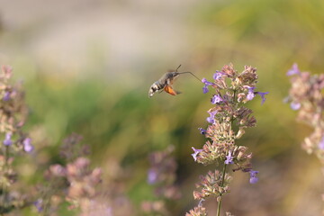 bee on a flower