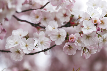 blossom