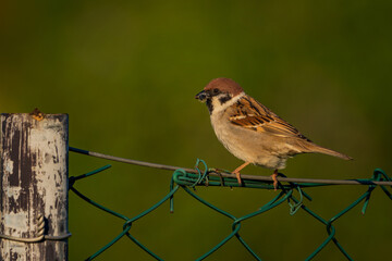 Wild sparrow on the garden fence.