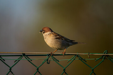 Wild sparrow on the garden fence.