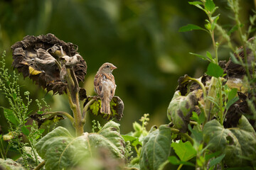 Sparrow feeding on sunflower