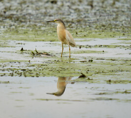 Yellow heron fishing