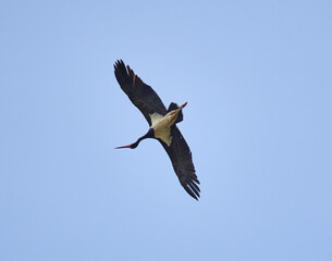 Black stork in flight