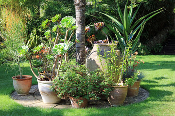 tropical plants displayed in terracotta pots in a garden