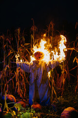 Burning Halloween Scarecrow in a cornfield at night. Halloween holiday concept.