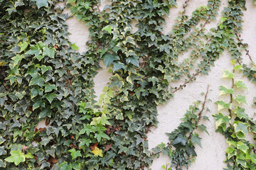 ivy cat's claw partially covering a wall