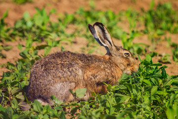 Naklejka na ściany i meble The European hare (Lepus europaeus), also known as the brown hare, is a species of hare native to Europe and parts of Asia. 
