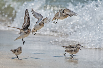 A group of six sandpipers running and flying along the beach at Perdido Key, Florida