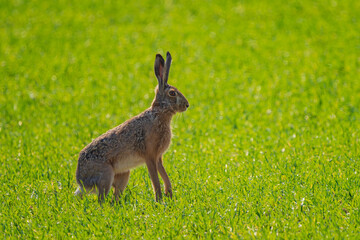 The European hare (Lepus europaeus), also known as the brown hare, is a species of hare native to Europe and parts of Asia. 