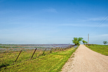 A country road in Central Texas bordered by a fenced field of bluebonnets
