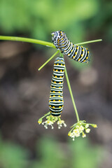 A pair of black swallowtail caterpillars feed on the flowers of a dill plant in a backyard vegetable garden