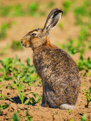 The European hare (Lepus europaeus), also known as the brown hare, is a species of hare native to Europe and parts of Asia. 